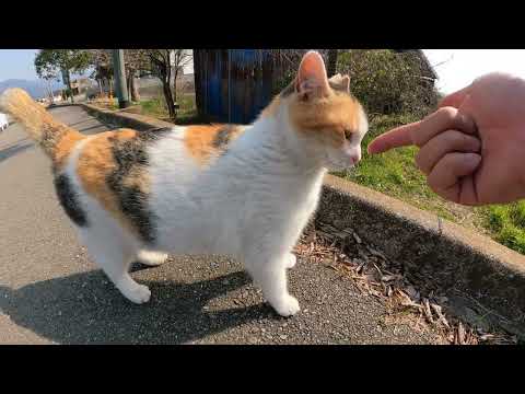 健康的なボディの三毛猫ちゃんがトコトコ歩いてモフられに来た(YouTube)