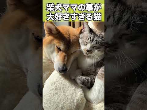 柴犬ママのことが大好きな猫はどうしても一緒にお昼寝がしたかったみたいです　#shorts(YouTube)