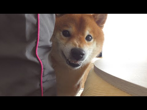 自分はもう食べたのに妹がオヤツを食べると犬語で怒る柴犬。(YouTube)