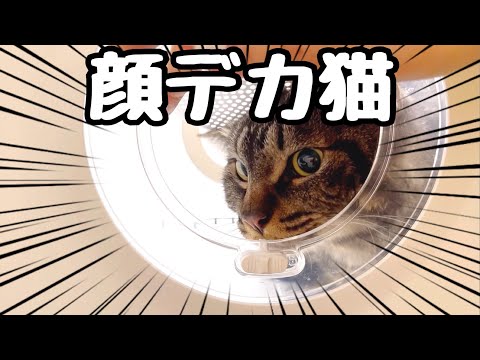 ドライヤーBOX脱走を試みるも顔がデカくて苦戦する猫さん(YouTube)