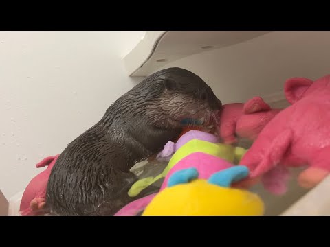大切な友達たちが水没させられている現場に来てしまったカワウソotter who has come to the scene where important friends are submerged(YouTube)
