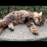 公園のベンチを占拠していた猫達をナデナデする(YouTube)