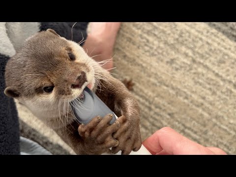 掃除の邪魔をすることにかけては優勝するカワウソAn annoying otter that does its best to get in the way of cleaning.(YouTube)