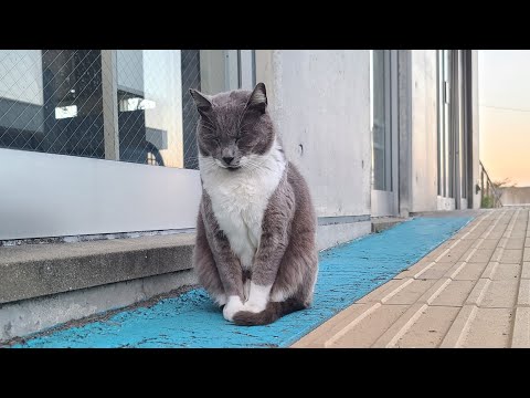 感動猫動画 のライブ配信(YouTube)