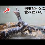 【神経障害の影響】我が家で産まれたオオトカゲのジン君が可愛すぎる(YouTube)