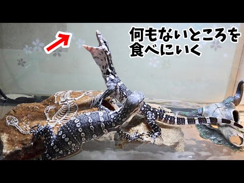【神経障害の影響】我が家で産まれたオオトカゲのジン君が可愛すぎる(YouTube)