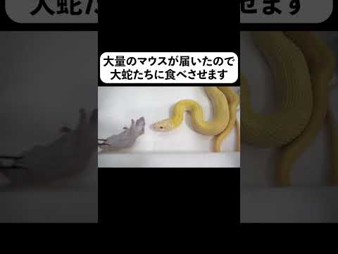 大量のマウスが届いたので大蛇たちに食べさせます【フルverは概要欄】#shorts(YouTube)