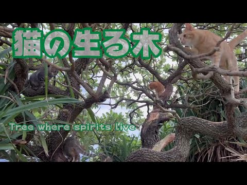 猫の生る木 Tree spirits live(YouTube)