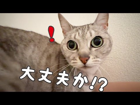 パパの咳を心配して来る猫【でも上に乗る】(YouTube)