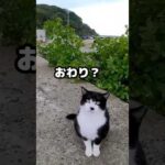 会うと飛び上がって喜ぶ野良猫がかわい過ぎる！ #shorts(YouTube)