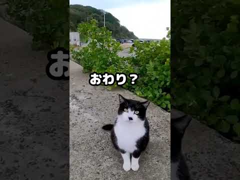 会うと飛び上がって喜ぶ野良猫がかわい過ぎる！ #shorts(YouTube)