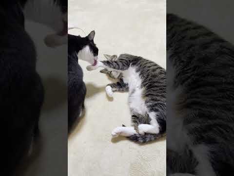 意外と迷惑な母猫のお世話のハシゴ(YouTube)