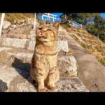 神社の階段にいた猫を撫でるとゴロゴロ喜んでカワイイ(YouTube)