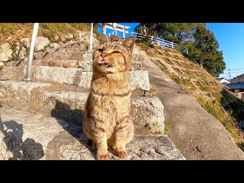 神社の階段にいた猫を撫でるとゴロゴロ喜んでカワイイ(YouTube)