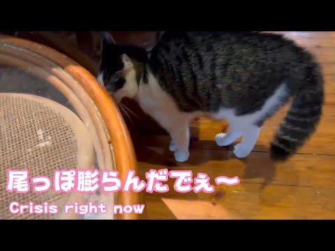 尾っぽ膨らんだでぇ～ Crisis right now(YouTube)