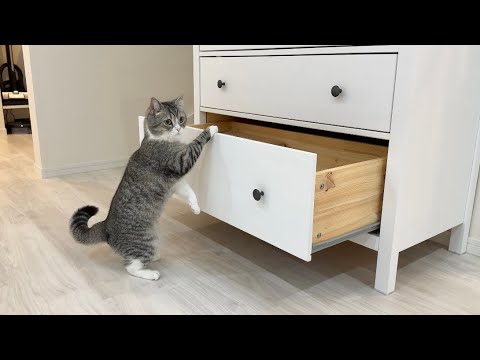 遊んでほしいとおもちゃ棚を開けておねだりしてくる猫がかわいすぎましたw(YouTube)