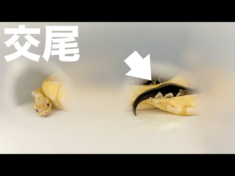 4年育てたボールパイソンがついに！(YouTube)