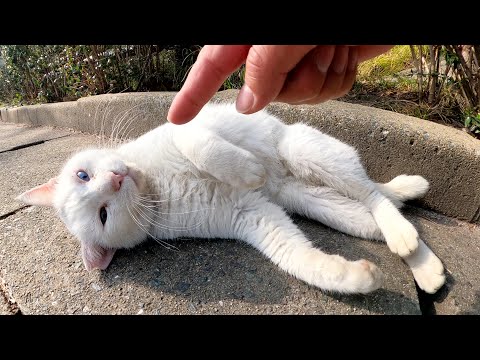 あごの下をマッサージされると、とろけてしまう白猫ちゃん(YouTube)