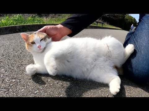 ナデナデが大好きな三毛猫が一瞬、二足歩行になるw(YouTube)