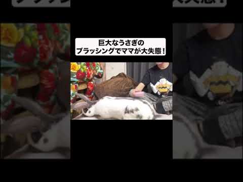 ブラッシングで大失態#shorts(YouTube)