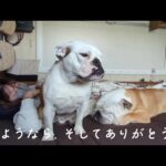 【ご報告】車中泊生活を続ける2匹のブルドッグと私、実家から出ていく事になりました…(YouTube)