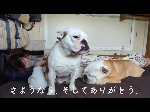 【ご報告】車中泊生活を続ける2匹のブルドッグと私、実家から出ていく事になりました…(YouTube)