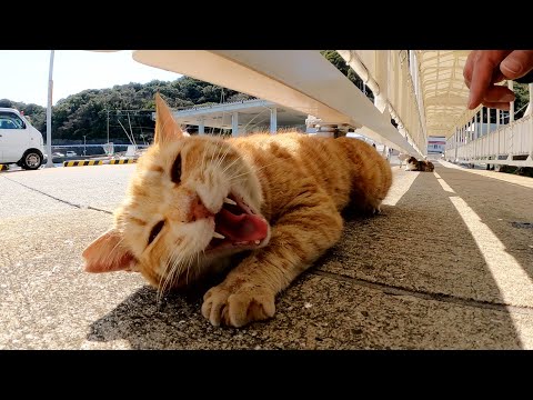 回廊を歩いていると、あちらこちらに可愛い猫が落ちていた(YouTube)