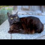 坂道の途中にある小さな祠に黒猫がいたのでナデナデしてきた(YouTube)