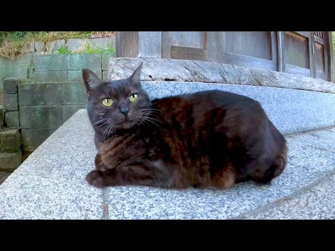坂道の途中にある小さな祠に黒猫がいたのでナデナデしてきた(YouTube)