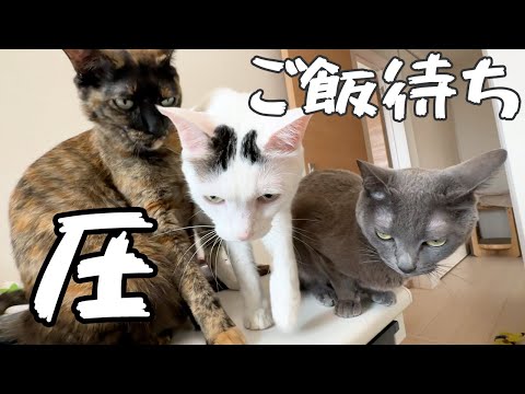 ご飯30分前からの猫たちの圧がすごいです…(YouTube)