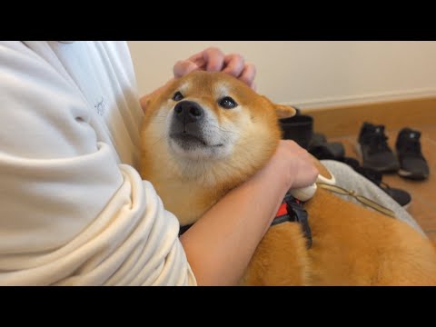 散歩終わりに魂が抜ける柴犬がかわいすぎる。。(YouTube)