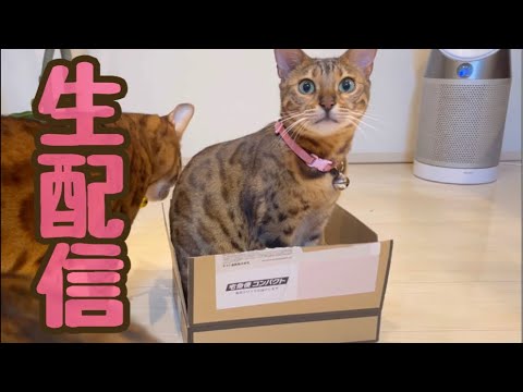 【生配信3/12】野球が盛り上がってますが休憩に猫でも見ませんか？生配信(YouTube)