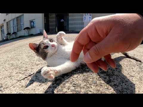 パステルカラーの三毛猫がコテンと寝転がってお腹を見せてきた(YouTube)