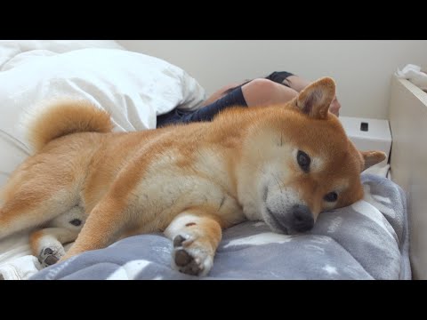柴犬妹いちごとの別居生活が始まった時柴犬ハチは・・。(YouTube)