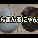 【猫動画】まんまんるにゃんこ〜にゃんともパレード〜#猫動画#猫#270(YouTube)