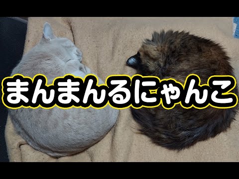 【猫動画】まんまんるにゃんこ〜にゃんともパレード〜#猫動画#猫#270(YouTube)