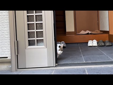 玄関掃除の邪魔をしないように様子を伺う猫(YouTube)