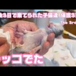 チッコでたよ　生後3日で棄てられた子猫達 The 3rd day(YouTube)