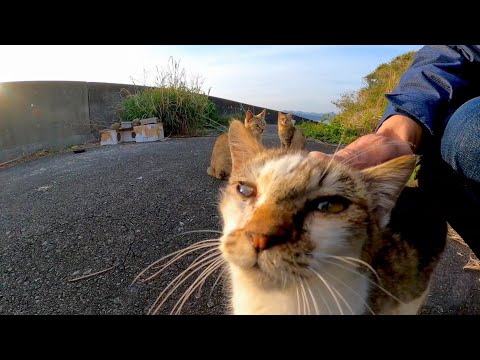 先輩猫を差し置いてどうしても撫でられたい子猫(YouTube)