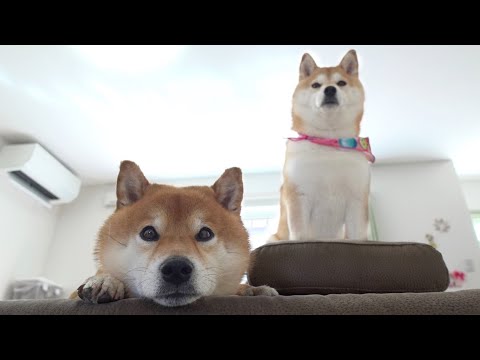 実家でパパを待ち続ける柴犬の姿が健気すぎた。(YouTube)