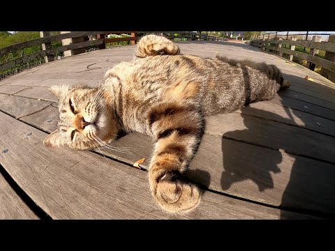 キジトラ猫をナデナデしていたらお腹を丸出しにして寝転がった(YouTube)