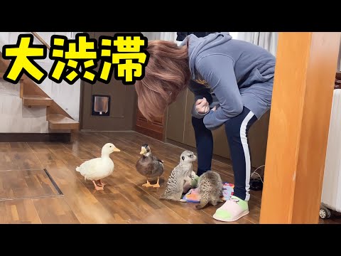 ママの周りはいつも大渋滞！だがこの後試練の時間が待っている・・(YouTube)