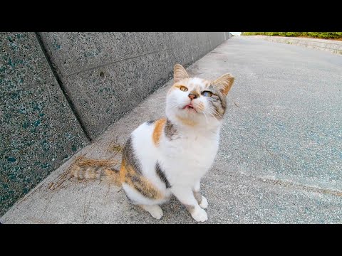 夕方の防波堤にいた三毛猫をナデナデしてきた(YouTube)