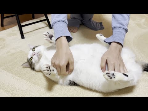 撫でると小さい米俵みたいにポテッと転がる猫(YouTube)