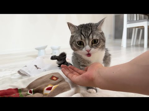 猫のゲロを受け止めようと手を出したらまさかのこうなりました…(YouTube)