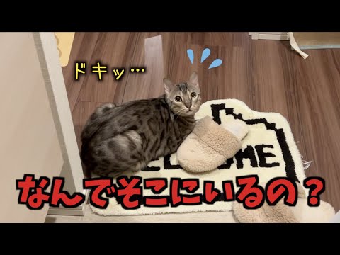 出掛けたらネコ達に好き勝手されていたんですけどｗ(YouTube)