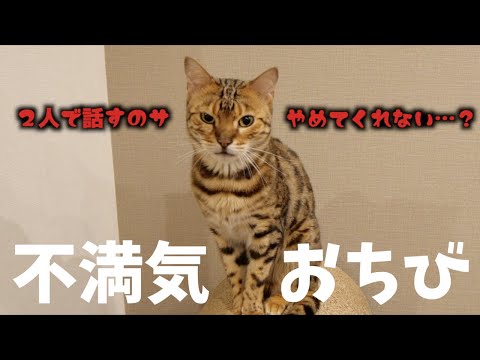 夫婦で会話をしているのが気に入らないネコ(YouTube)