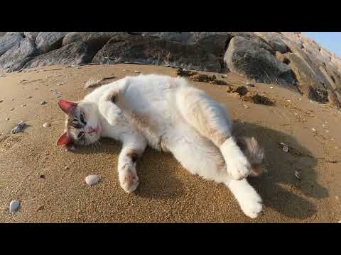 岩の隙間で暮らすシャムミックス猫が砂浜に出てきてゴロゴロする(YouTube)