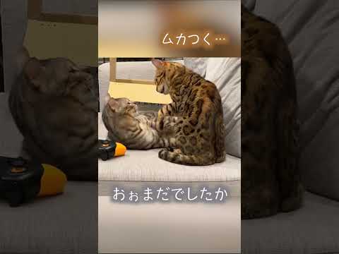 すぐ喧嘩するけどすぐ仲直りするネコ達 #ベンガル #ルトロゼ #猫(YouTube)
