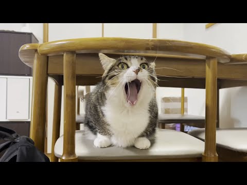 里親さん宅で猫に凄く怒られる息子(YouTube)